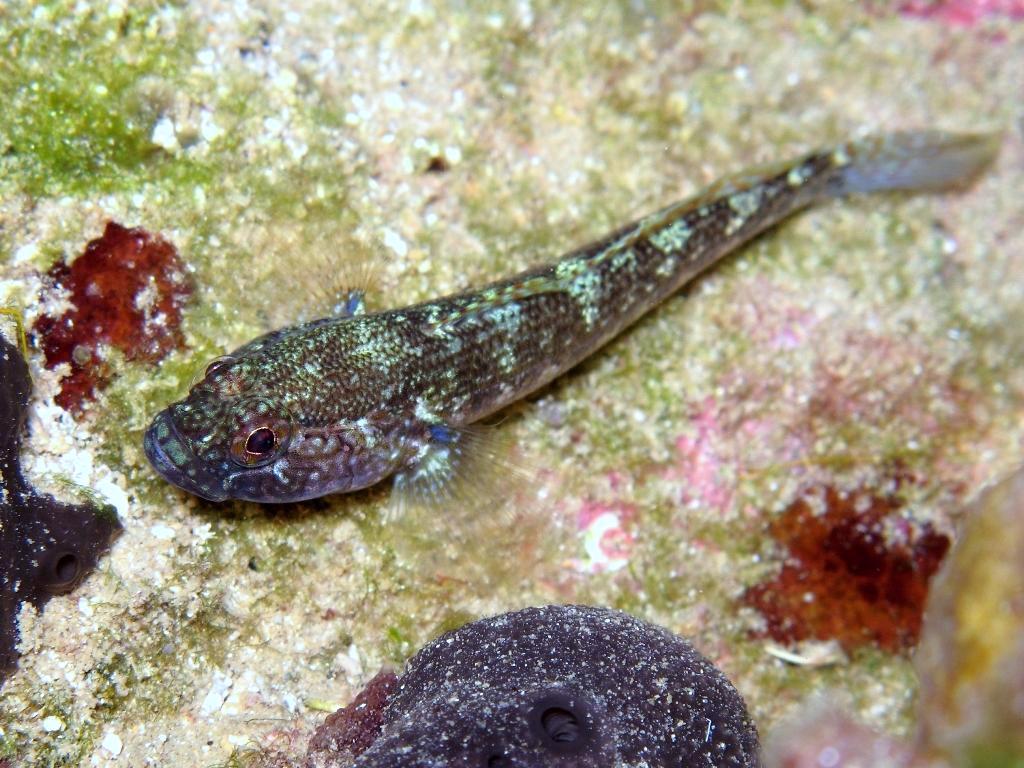 Gobius fallax (Sarato, 1889)